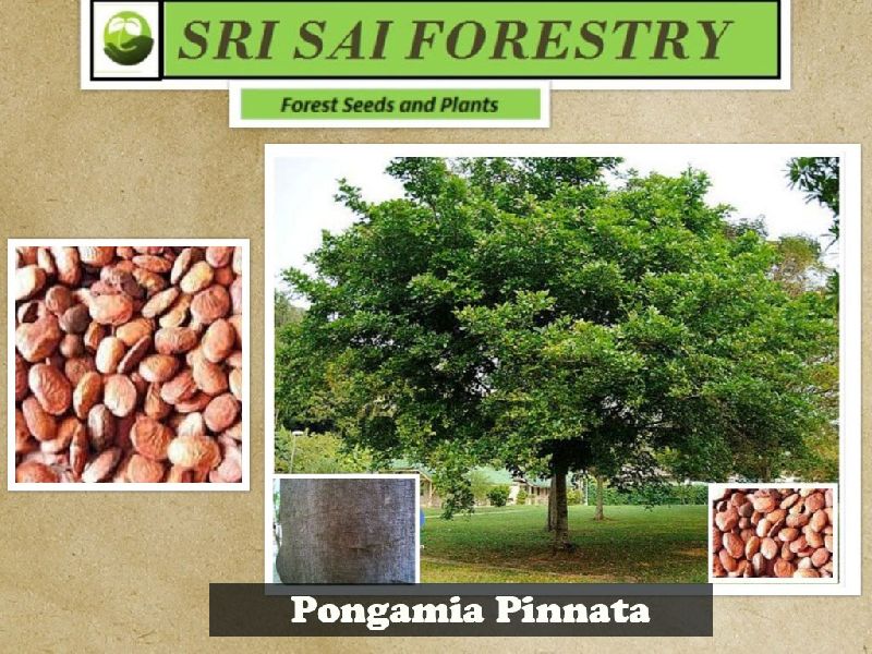 Pongamia pinnata seeds, Packaging Type : Bag, Pouch