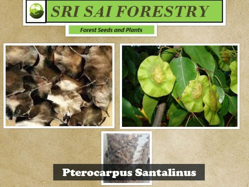 Organic Pterocarpus Santalinus Seeds, Packaging Type : Plastic Packets, PP Bags
