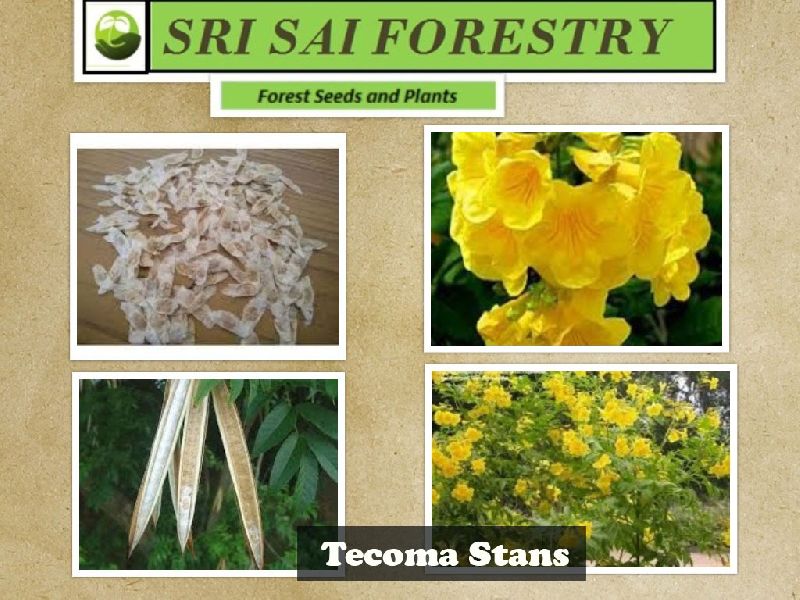 Organic Tecoma Stans Seeds, Packaging Type : Plastic Packets, PP Bags