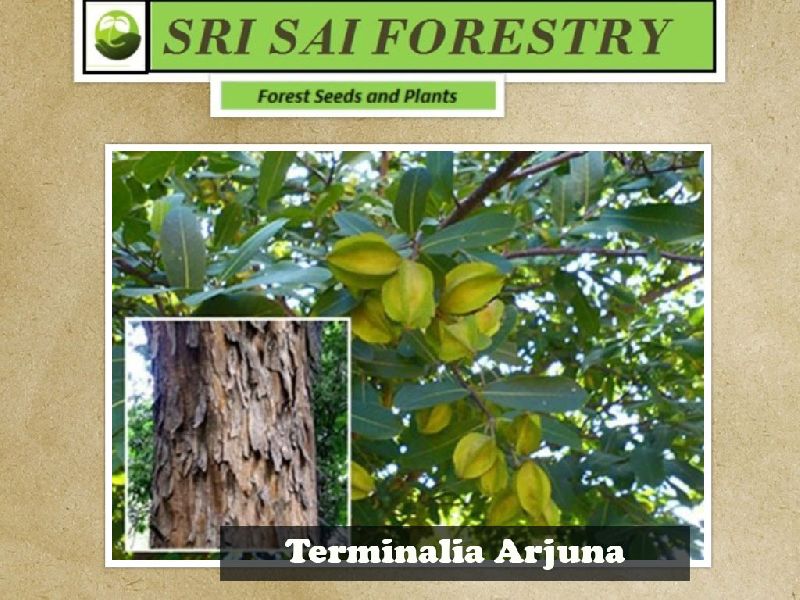 Organic Terminalia Arjuna Seeds, for Medicinal, Packaging Type : Plastic Packets