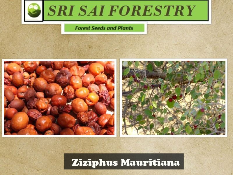 Organic Ziziphus Mauritiana Seeds, Packaging Type : Plastic Packets, PP Bags