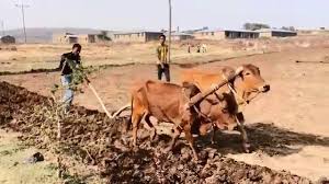 oxen plough