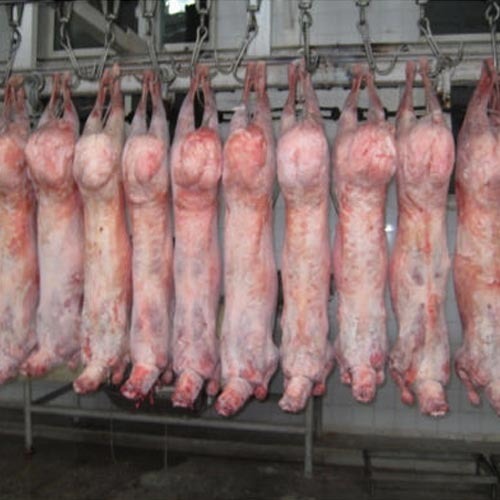 Frozen Lamb Carcasses, Freezing Processing : Cold Storage