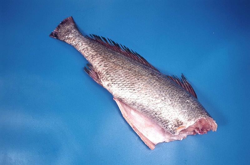 Frozen Corvina, for Home, Hotel, Mess, Restaurant, Packaging Type : Packet