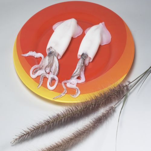 Frozen Whole Cleaned Squid, Packaging Type : Carton Boxes