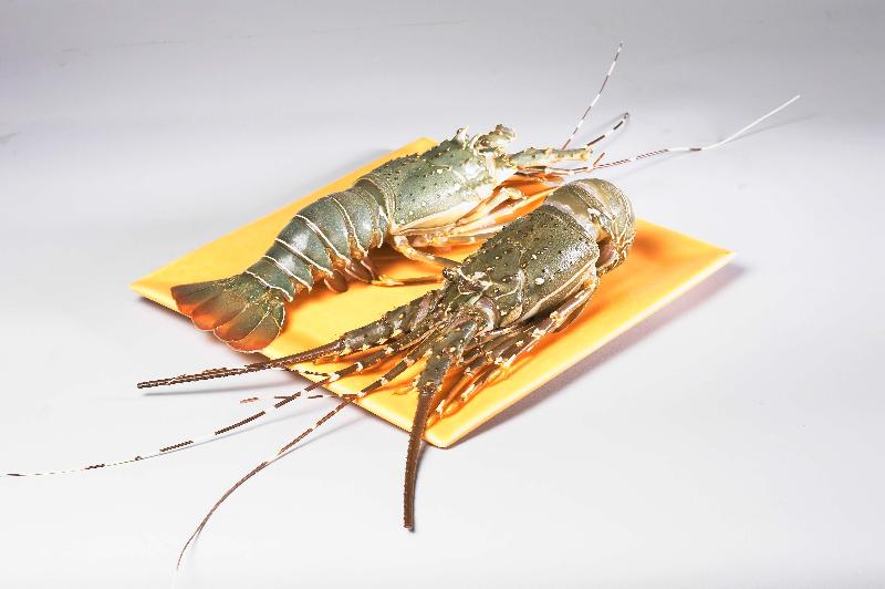 Rock Lobster, for Human Consumption, Style : Frozen