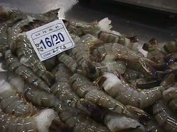 Shrimps, for Cooking, Food, Human Consumption, Making Medicine, Making Oil, Style : Dried, Fresh