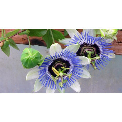 Krishna Kamal Flower Plant