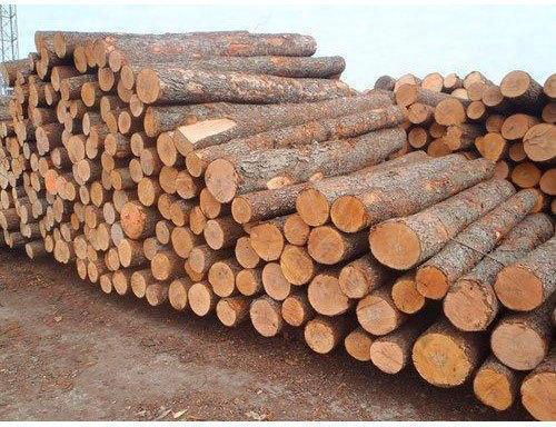 Timber Wood Log,timber wood log, Length : 5.5 to 6 Meters