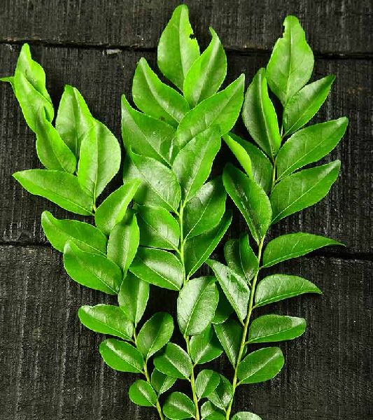 Organic Fresh Curry Leaves, Packaging Type : Plastic Packet