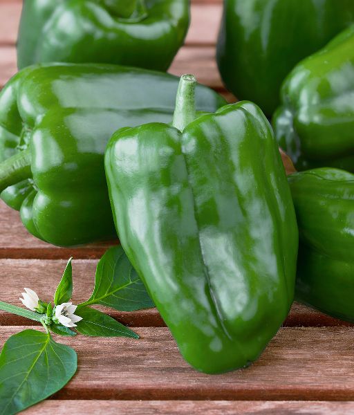 fresh green capsicum