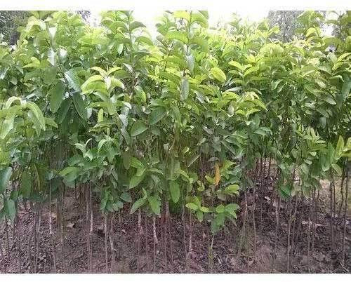 Green Guava Plant