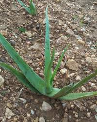 Aloe Vera Baby Plant