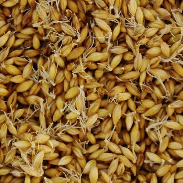 Organic barley seeds, Packaging Type : Pp Bag