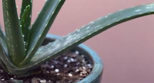 Pharma Grade Aloe Vera Plant