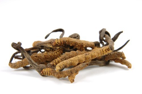 Cordyceps Extract, Packaging Type : Bag