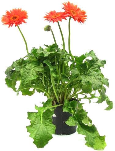 Gerbera Flower Plant