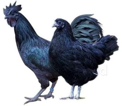 kadaknath chicken