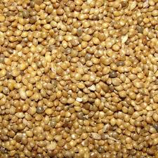 Common Natural All Organic Millets, for Cattle Feed, Cooking, Style : Dried