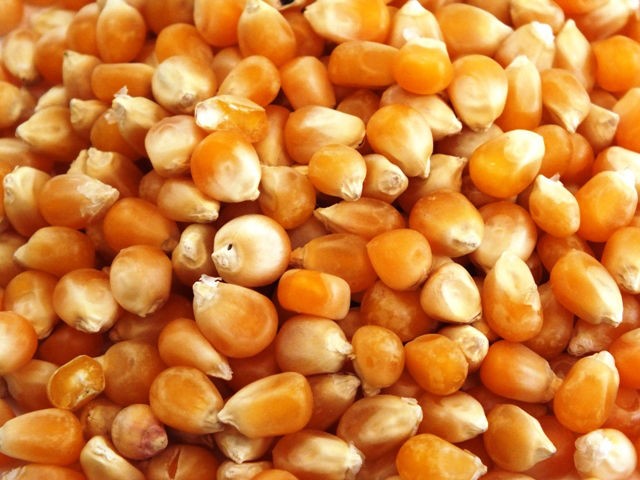 Maize Seeds for Human