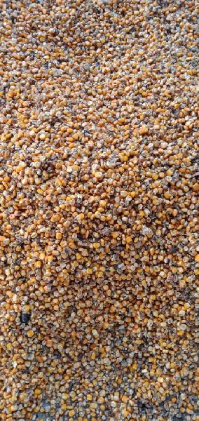 Maize, for Animal Food, cattle feed, Style : Fresh, Dried