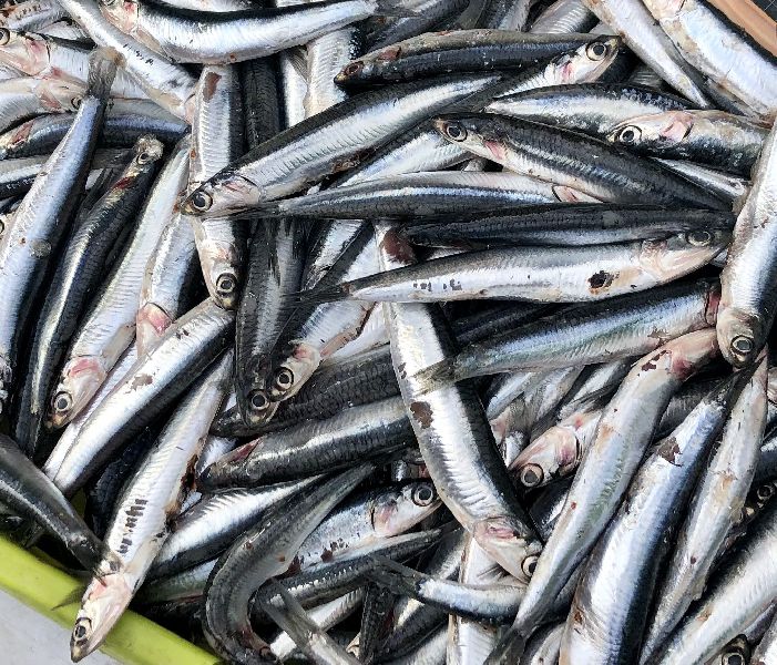 Anchovy Fish, For Human Consumption, Making Oil, Packaging Type : Carton Box