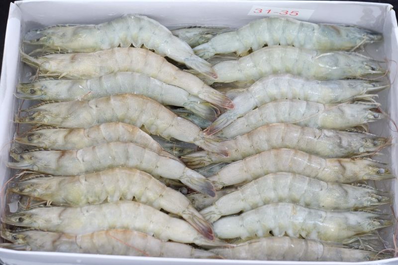Frozen Whiteleg Shrimp