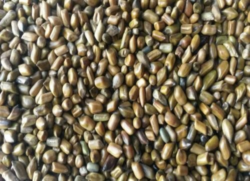 Organic Cassia Tora Seeds, Packaging Size : 10kg, 20 kg
