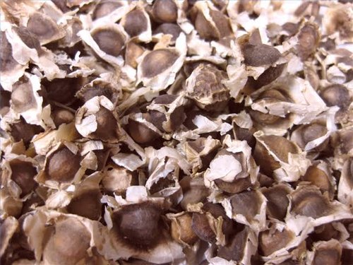 moringa seeds