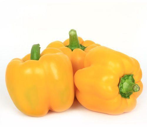 Organic Fresh Yellow Capsicum, Packaging Type : Jute Sack