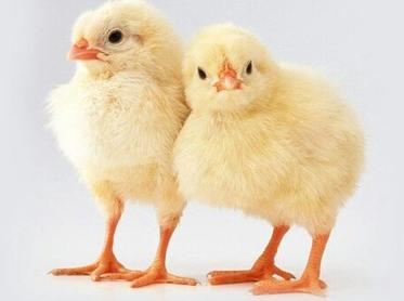 Cobb400 Broiler Chicks