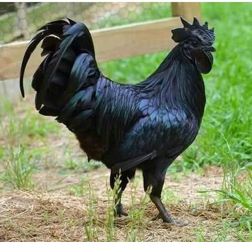 Kadknath Chicken