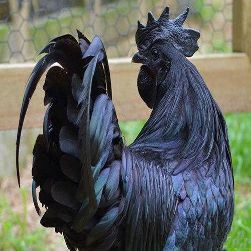 Live Kadaknath Chicken