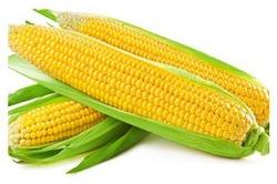 American Sweet Corn