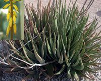 Aloe Vera Leaves