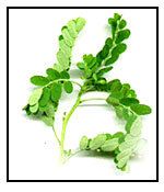 Organic Phyllanthus Niruri Extract, Form : Powder, Liquid