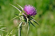 Silybum Marianum Extract, for Anti-cancer