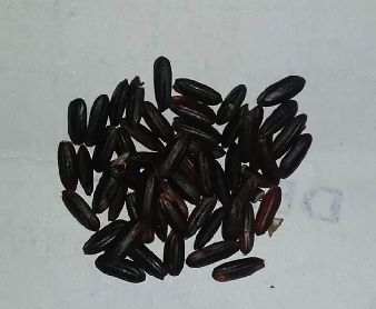 Common Organic Black Rice, For Cooking, Packaging Type : 10kg, 1kg, 20kg, 2kg