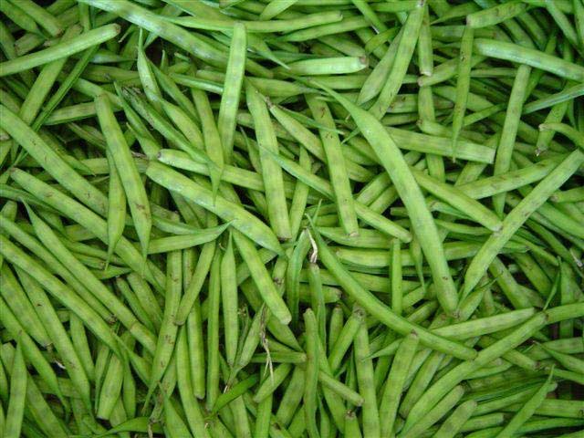 Common CLUSTER BEAN ( GAWAR), for Cooking, Making Protein Powder, Oil Extraction, Packaging Type : Plastic Bag