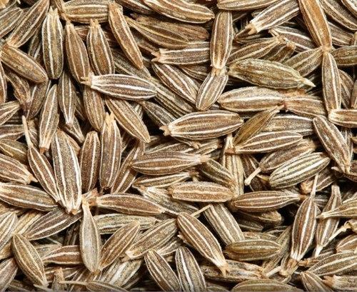 Cumin seeds, for Cooking, Feature : Healthy, Improves Digestion, Premium Quality