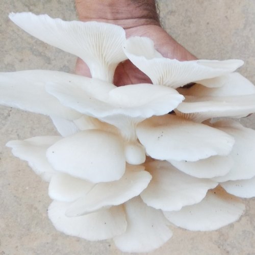 Organic White Oyster Mushroom, Packaging Type : Plastic Bag, Polythene Bag