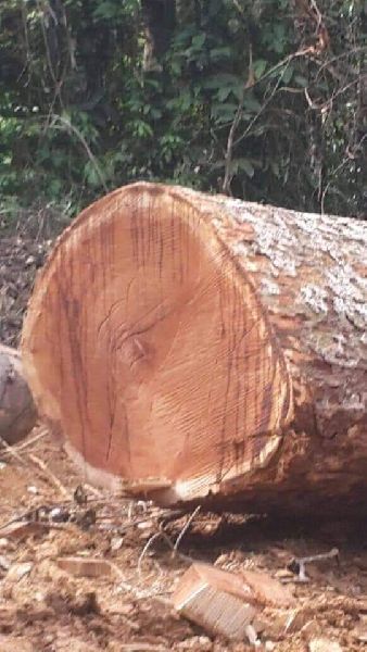 African Wood logs