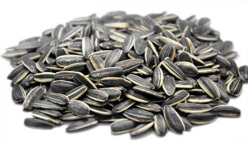 Hybrid Sunflower Seeds