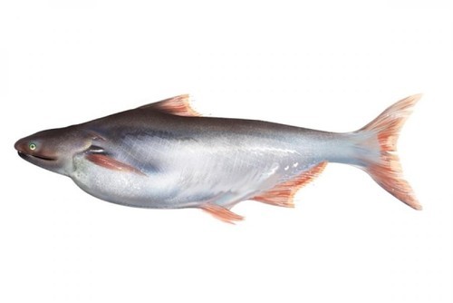 Basa Fish