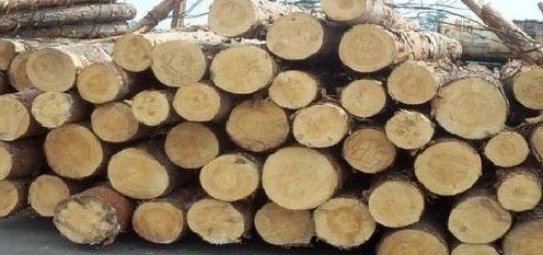 Round Southern Yellow Pine Wood Logs, for Furniture