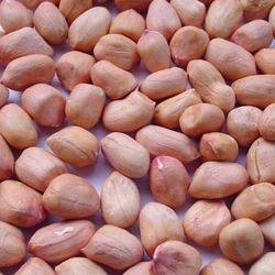 Raw Common Organic Groundnut Kernels, for Making Oil, Color : Brownish