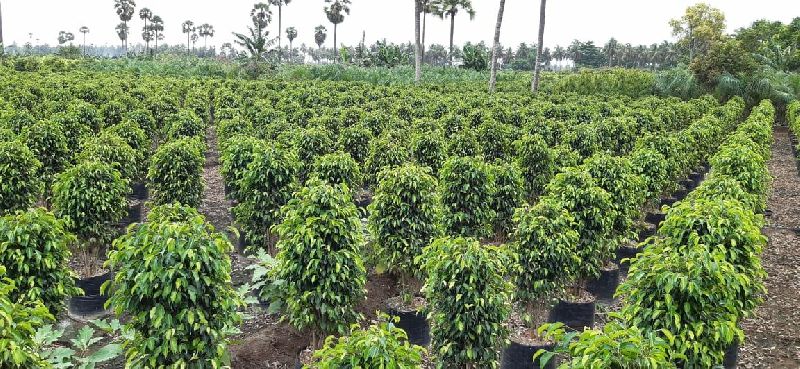 Natural Black Ficus Plant, For Plantation, Color : Green