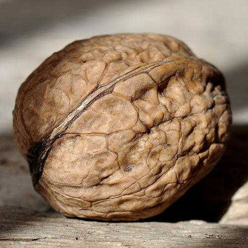 Hard Common walnuts in shell, for Cookery, Food, Medical, Snacks, Style : Dried