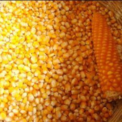 Dried Sweet Corn, Color : Yellow