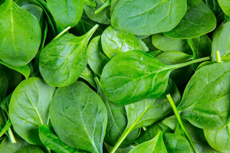 Organic Fresh Spinach Leaves, Packaging Size : 100-1000kg